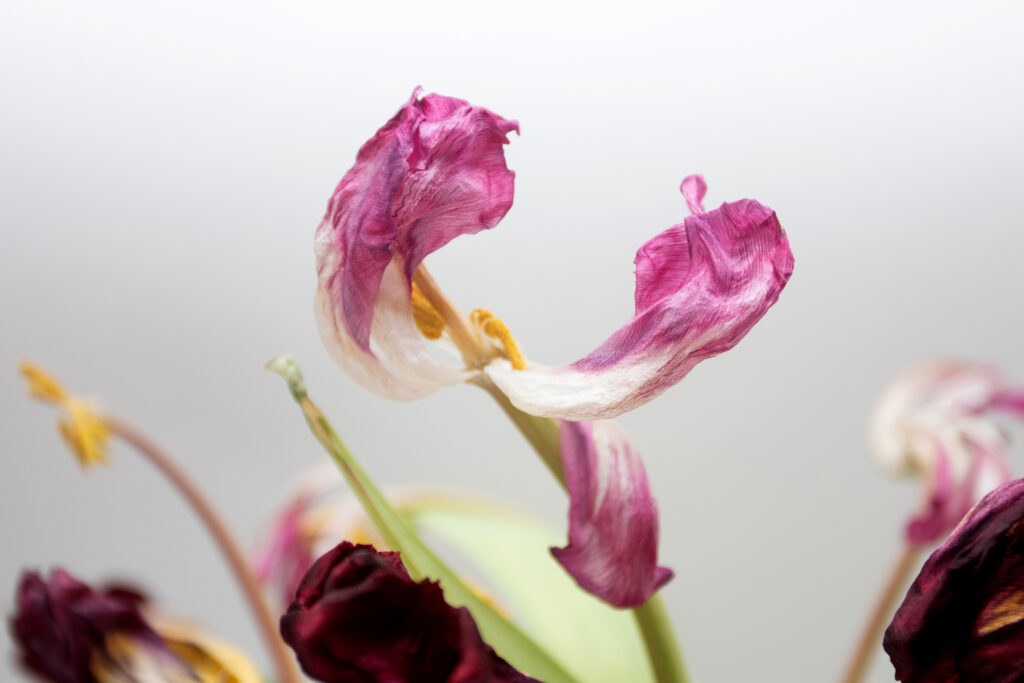 Tears on a Withered Flower