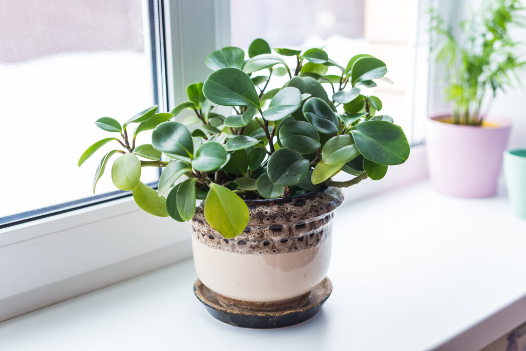 Peperomia Caperata