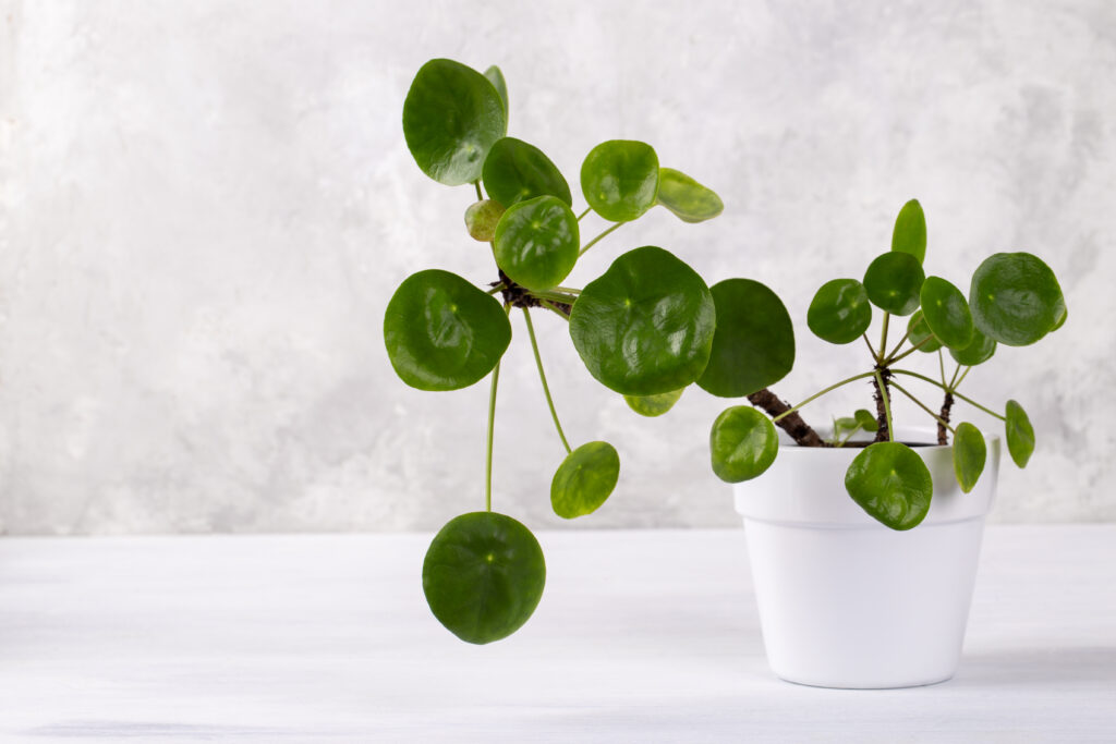 Peperomia Caperata